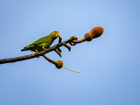 An adult cobalt-winged parakeet, Brotogeris cyanoptera, perched on a tree within the Pacaya Samiria Preserve, Peru