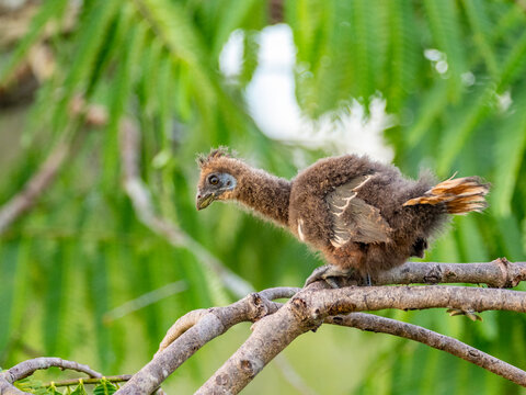 A hoatzin, Opisthocomus hoazin, chick in a tree in the Pacaya Samiria Preserve, Peru