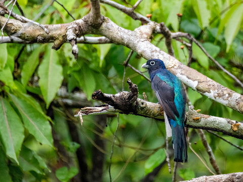 An adult green-backed trogon, Trogon viridis, perched on a tree in the Pacaya Samiria Preserve, Peru
