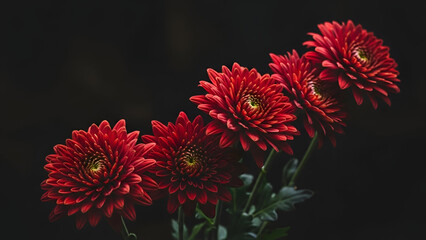 Vibrant red chrysanthemums in dark setting