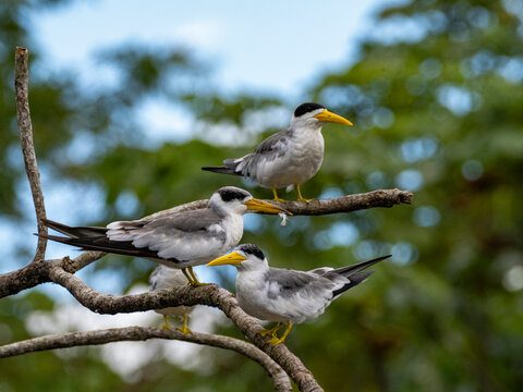 Adult large-billed terns, Phaethusa simplex, perched in a tree within the Pacaya Samiria Preserve, Peru