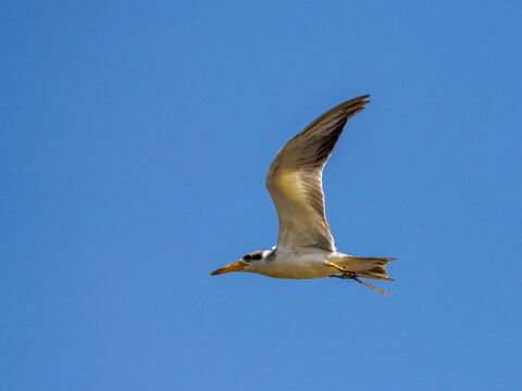 Adult large-billed terns, Phaethusa simplex, in flight within the Pacaya Samiria Preserve, Peru