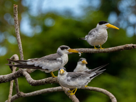 Adult large-billed terns, Phaethusa simplex, perched in a tree within the Pacaya Samiria Preserve, Peru