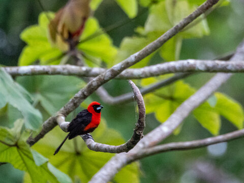 Adult masked crimson tanager, Ramphocelus nigrogularis, perched in a tree within the Pacaya Samiria Preserve, Peru