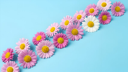 Delicate pink daisies on blue background © Background