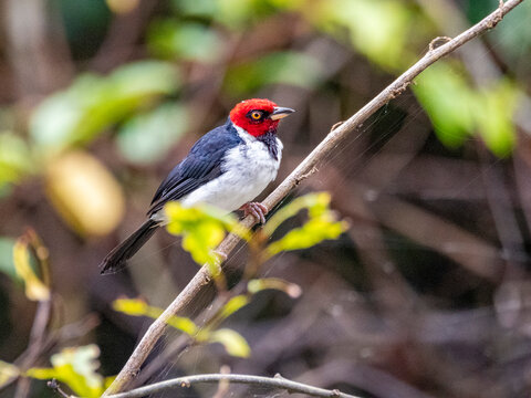 Adult red-capped cardinal, Paroaria gularis, perched in a tree within the Pacaya Samiria Preserve, Peru