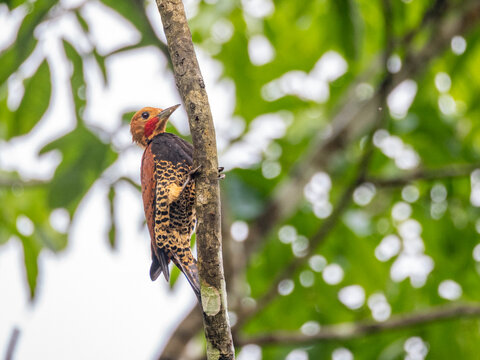 Adult ringed woodpecker, Celeus torquatus, perched on a tree within the Pacaya Samiria Preserve, Peru