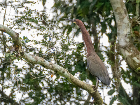 Adult rufescent tiger heron, Tigrisoma lineatum, perched in a tree within the Pacaya Samiria Preserve, Peru