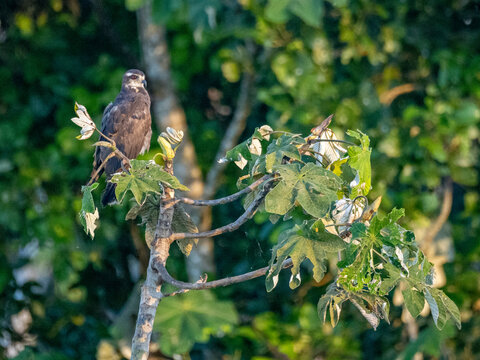 Juvenile snail kite, Rostrhamus sociabilis, perched in a tree within the Pacaya Samiria Preserve, Peru