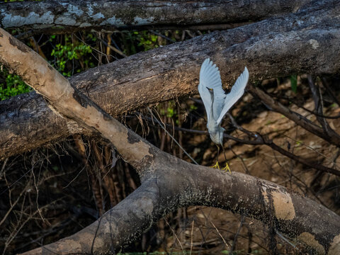 Adult snowy egret, Egretta thula, taking flight from a tree within the Pacaya Samiria Preserve, Peru