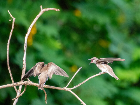 A pair of adult southern rough-winged swallows, Stelgidopteryx ruficollis, in a tree within the Pacaya Samiria Preserve, Peru