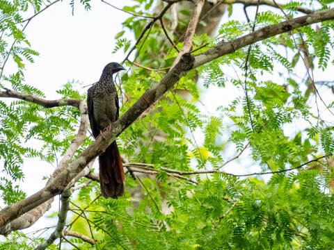 Adult speckled chachalaca, Ortalis guttata, perched in a tree within the Pacaya Samiria Preserve, Peru