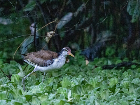 Wattled jacana, Jacana jacana, chick walking on the vegetation within the Pacaya Samiria Preserve, Peru