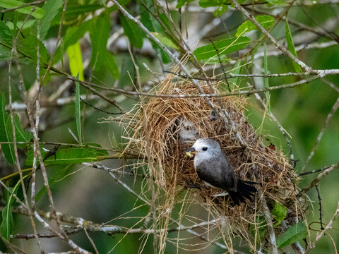 Adult female white-headed marsh tyrant, Arundinicola leucocephala, feeding its chick within the Pacaya Samiria Preserve, Peru