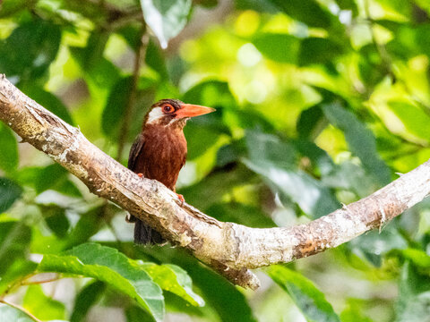 Adult white-eared jacamar, Galbalcyrhynchus leucotis, perched in a tree within the Pacaya Samiria Preserve, Peru