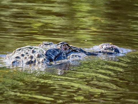 An adult black caiman, Caiman niger, swimming in the Pacaya River within the Pacaya Samiria Preserve, Peru