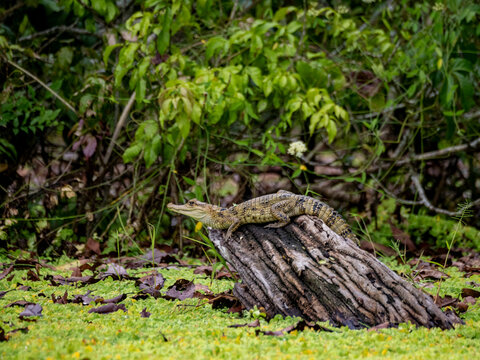 A juvenile spectacled caiman, Caiman crocodilus, basking on a stump within the Pacaya Samiria Preserve, Peru