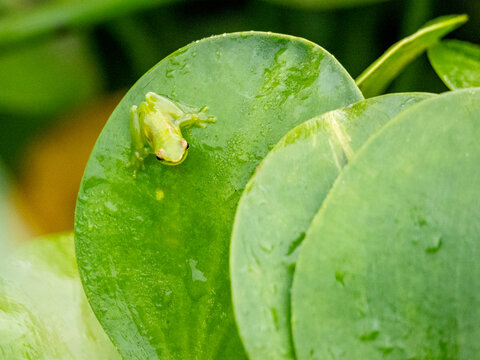 An adult dwarf glass frog, Teratohyla spinosa, on a leaf within the Pacaya Samiria Preserve, Peru
