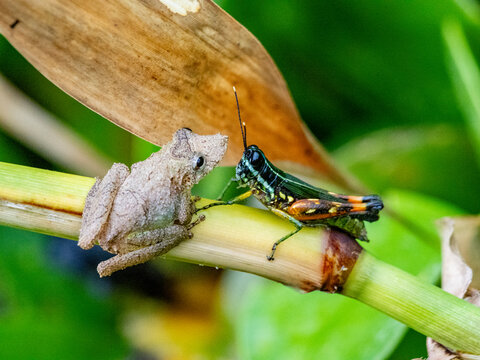 An adult Eirunepe snouted tree frog, Scinax garbei, on a leaf within the Pacaya Samiria Preserve, Peru