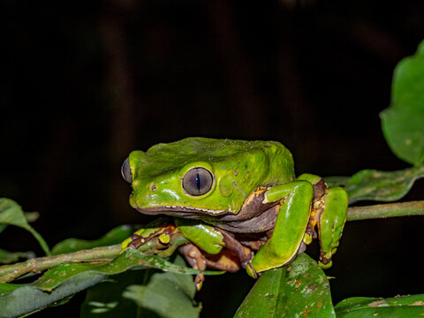 An adult giant monkey frog, Phyllomedusa bicolori, on a leaf within the Pacaya Samiria Preserve, Peru