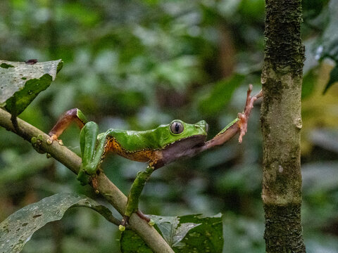 An adult giant monkey frog, Phyllomedusa bicolori, on a leaf within the Pacaya Samiria Preserve, Peru