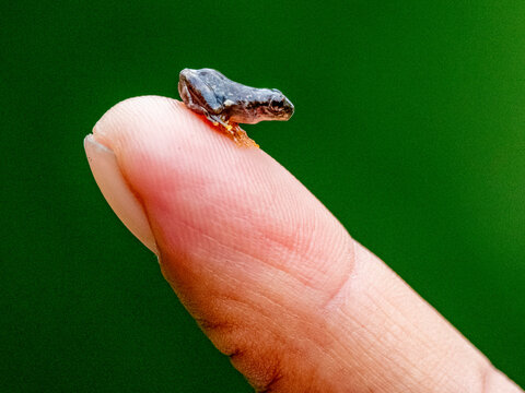 An adult painted forest toadlet, Engystomops petersi, on a human finger within the Pacaya Samiria Preserve, Peru