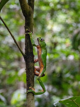 An adult giant monkey frog, Phyllomedusa bicolori, on a leaf within the Pacaya Samiria Preserve, Peru
