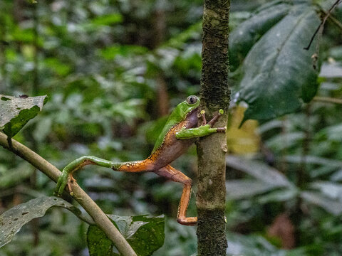 An adult giant monkey frog, Phyllomedusa bicolori, on a leaf within the Pacaya Samiria Preserve, Peru