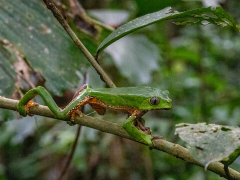 An adult giant monkey frog, Phyllomedusa bicolori, on a leaf within the Pacaya Samiria Preserve, Peru