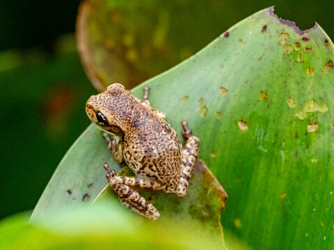 An adult Manaus spiny-backed frog, Osteocephalus taurinus, on a leaf within the Pacaya Samiria Preserve, Peru