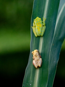 An adult polka-dot tree frog, Boana punctata, on a leaf within the Pacaya Samiria Preserve, Peru