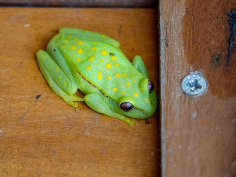 An adult polka-dot tree frog, Boana punctata, on the ship within the Pacaya Samiria Preserve, Peru