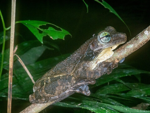 An adult Manaus spiny-backed frog, Osteocephalus taurinus, on a leaf within the Pacaya Samiria Preserve, Peru