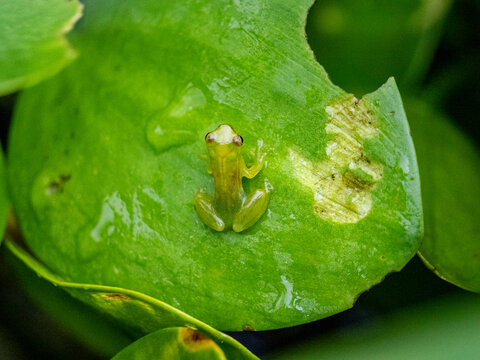 An adult dwarf glass frog, Teratohyla spinosa, on a leaf within the Pacaya Samiria Preserve, Peru
