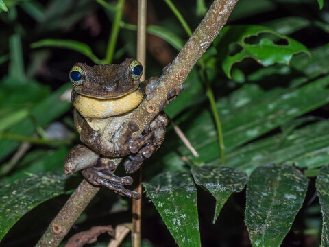 An adult Manaus spiny-backed frog, Osteocephalus taurinus, on a leaf within the Pacaya Samiria Preserve, Peru