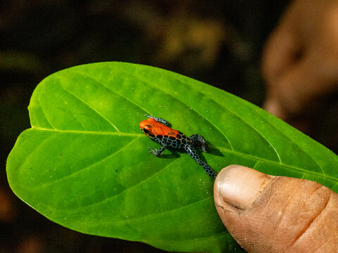 An adult red-backed poison frog, Ranitomeya reticulata, captured within the Pacaya Samiria Preserve, Peru