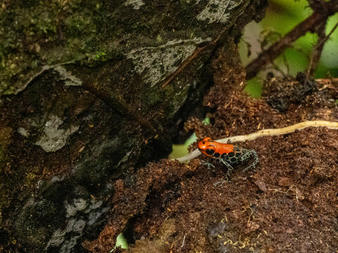An adult red-backed poison frog, Ranitomeya reticulata, within the Pacaya Samiria Preserve, Peru