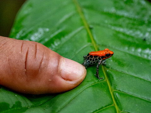 An adult red-backed poison frog, Ranitomeya reticulata, captured within the Pacaya Samiria Preserve, Peru