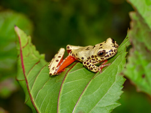 An adult reticulated tree frog, Dendropsophus reticulatus, on a leaf within the Pacaya Samiria Preserve, Peru