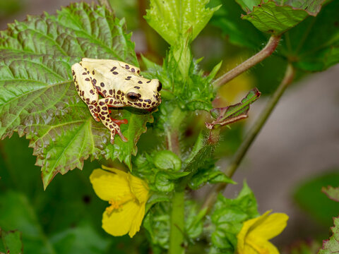 An adult reticulated tree frog, Dendropsophus reticulatus, on a leaf within the Pacaya Samiria Preserve, Peru