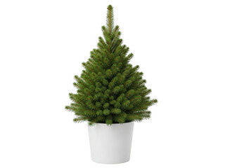 Small potted christmas tree isolated on transparent background
