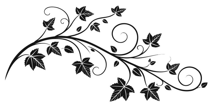 Intricate black and white ivy vine design with ornate swirls and leaves Vector
