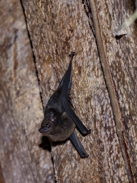 An adult greater sac-winged bat, Saccopteryx bilineata, roosting during the day within the Pacaya Samiria Preserve, Peru