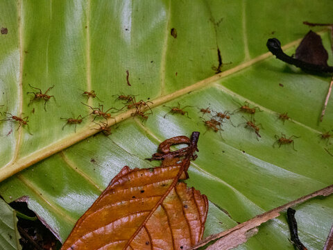 Adult Eciton army ants, Eciton hamatum, marching on a leaf during the day within the Pacaya Samiria Preserve, Peru