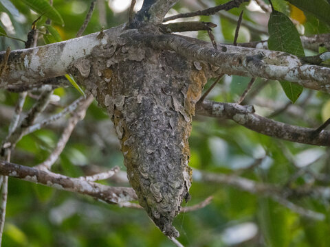 A cecropia ant nest, Genus Azteca, on a tree during the day within the Pacaya Samiria Preserve, Peru