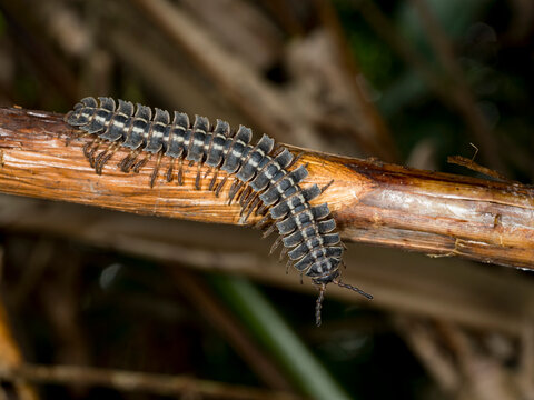 Adult armored millipede, Genus Barydesmus, crawling in the undergrowth within the Pacaya Samiria Preserve, Peru