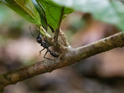 Adult bullet ant, Paraponera clavata, on a tree during the day within the Pacaya Samiria Preserve, Peru