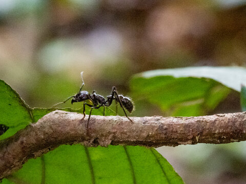 Adult bullet ant, Paraponera clavata, on a tree during the day within the Pacaya Samiria Preserve, Peru