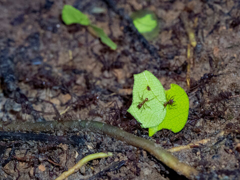 Adult hairy-headed leaf-cutter ants, Atta cephalotes, carrying leaves within the Pacaya Samiria Preserve, Peru