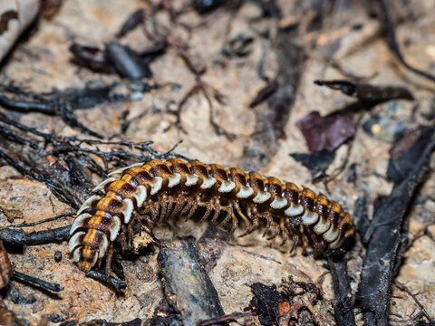 Adult armored millipede, Genus Barydesmus, crawling in the undergrowth within the Pacaya Samiria Preserve, Peru